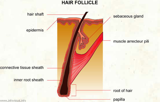 Hair follicle